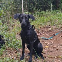 Tessy, chienne à adopter