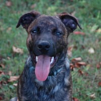 Tex, chien à adopter