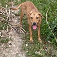 Twistie, chienne à adopter