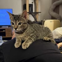 Thor, chat à adopter