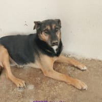 mimmo, cane da adottare