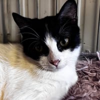 Dusty, gatto da adottare