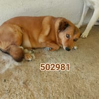 milva, cane femmina da adottare
