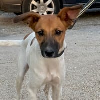 RICARDO (Martina), chien à adopter