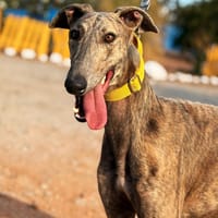 IKO (Animalea), chien à adopter