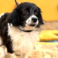 NANDI (lara), chienne à adopter