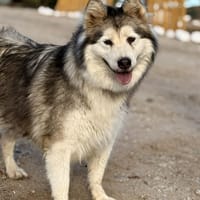 ALANA (lara), chienne à adopter