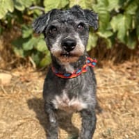 ZAREK (Animalea), chien à adopter