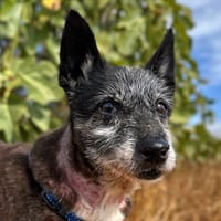 VULCAN (Animalea), chien à adopter