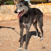 NIKO (Lara), chien à adopter