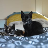 MIETTE ET MIKADO, chatte à adopter