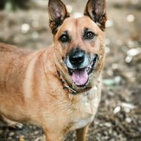RUNTY, chienne à adopter