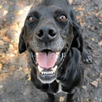 Blakou, chien à adopter