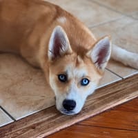 AZUL, chien à adopter