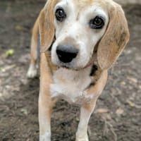 JIPSY, chienne à adopter