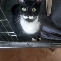 Félixa, chatte à adopter