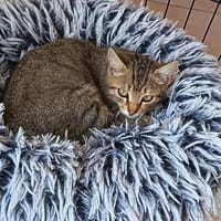 AZRAEL, chat à adopter