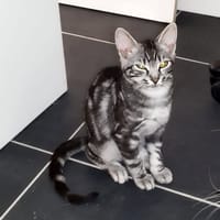 GRIBOUILLE, chat à adopter