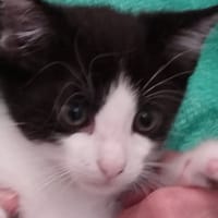 ALISTONE, chat à adopter