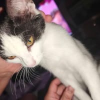 PEPPER, chatte à adopter