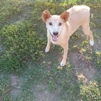 TOBIA URGENTE ADOZIONE DEL CUORE, cane da adottare