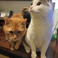 Ibiszek, kot do adopcji