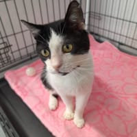 Solas, kot do adopcji