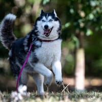 Kajla, suczka do adopcji