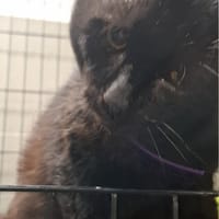 Hiko, kot do adopcji