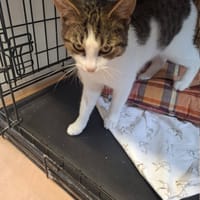 Jonasz, kot do adopcji