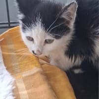 Panda, kotka do adopcji