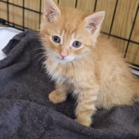 Orion, kot do adopcji