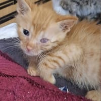 Okruszek, kot do adopcji