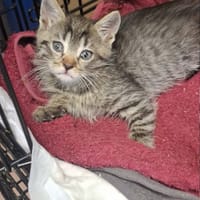 Ocelot, kot do adopcji