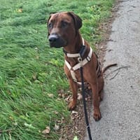 Pepper - macht große Fortschritte, Hund zur Adoption