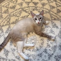 Kleiner Wildfang Pepito sucht Home, Kater zur Adoption