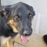 Otto, warum sieht mich denn keiner?, Hund zur Adoption