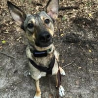 aufgeschlossene Hündin, Frida, 1,5 J., Hündin zur Adoption