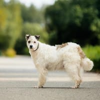 Schmusebacke Nancy sucht ihre Familie, Hündin zur Adoption