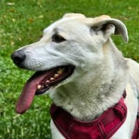 Schäferhund Mix Emmi sucht tolle Mensc, Hündin zur Adoption