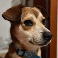 Henry ist sensibel, Hund zur Adoption