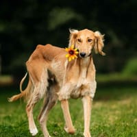 Hübscher Taymuraz sucht seine Familie, Hund zur Adoption
