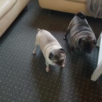 Mops Duo sucht Zuhause, Hund zur Adoption