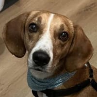 Siggi, geb. ca. 01/2023, 52064 Aachen, Hund zur Adoption