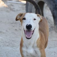 🆘Milu - jung und verspielt, Hund zur Adoption