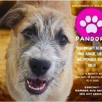 Pandora - Zuhause/Pflegestelle gesucht, Hündin zur Adoption