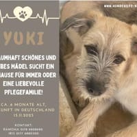 die tolle Yuki - Zuhause/Pflegestelle, Hündin zur Adoption