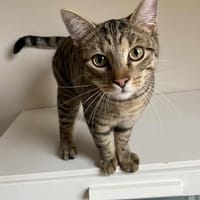 Wirbelwind Flo, Kater zur Adoption