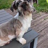 Gilbert, Hund zur Adoption