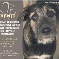 Benji  sanfter Junge sucht Zuhause, Hund zur Adoption